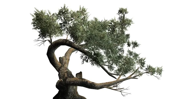 Jeffrey Pine Tree Detaljvy Isolerad Vit Bakgrund — Stockfoto
