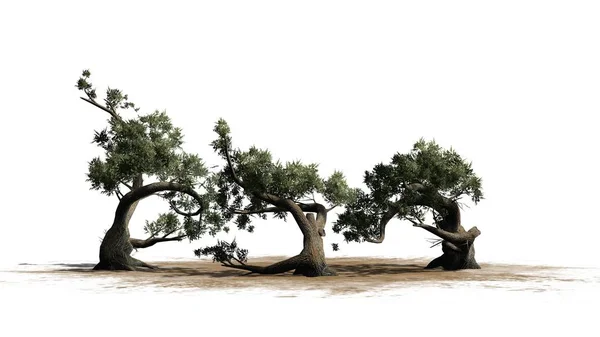 Jeffrey Pine Árvore Cluster Uma Área Areia Isolado Fundo Branco — Fotografia de Stock