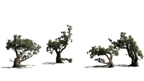 Jeffrey Pine Cluster Árvores Com Sombra Chão Isolado Fundo Branco — Fotografia de Stock