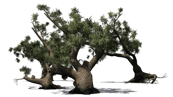 Jeffrey Pine Tree Küme Katta Beyaz Arka Plan Üzerinde Izole — Stok fotoğraf