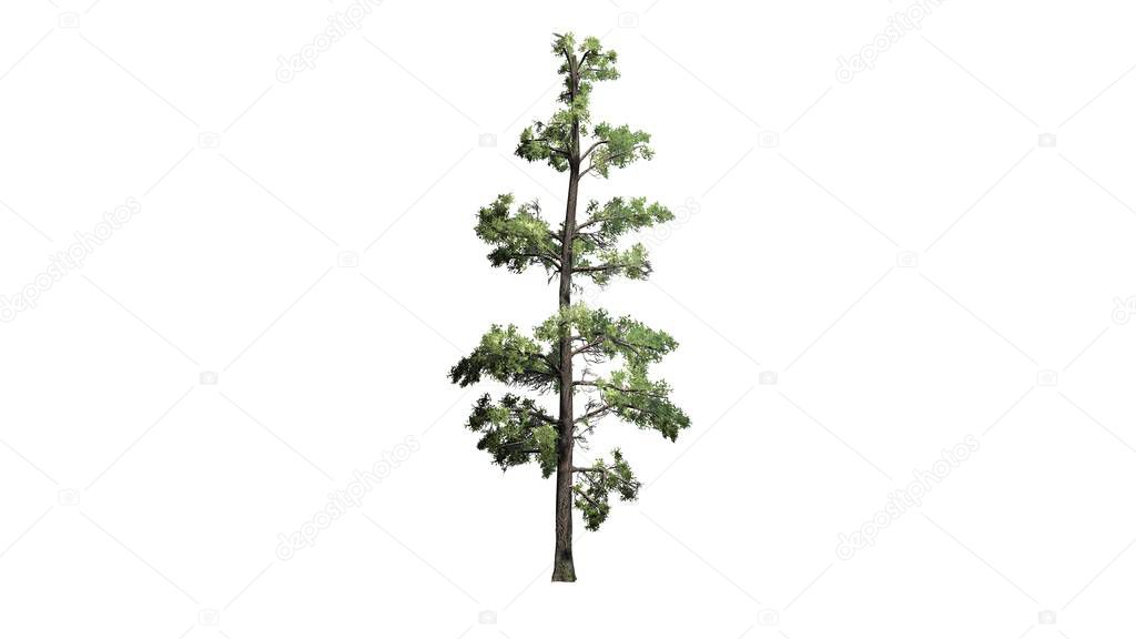 Eastern White Pine tree - isolated on white background