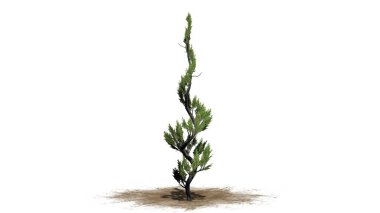 Ardıç çim ağaç beyaz arka plan üzerinde izole bir kum alanında-