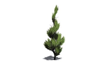 Katta - beyaz arka plan üzerinde izole gölge ile ardıç bahçevan ağacı