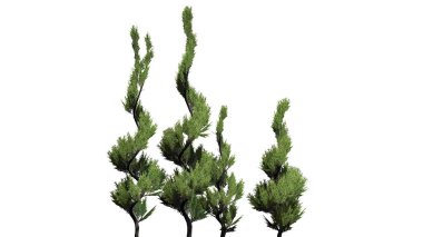 Ardıç çim ağaç küme - beyaz arka plan üzerinde izole