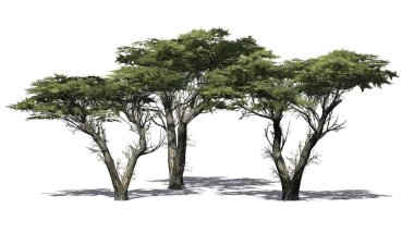Monterey selvi ağacı küme katta - beyaz arka plan üzerinde izole gölgeli