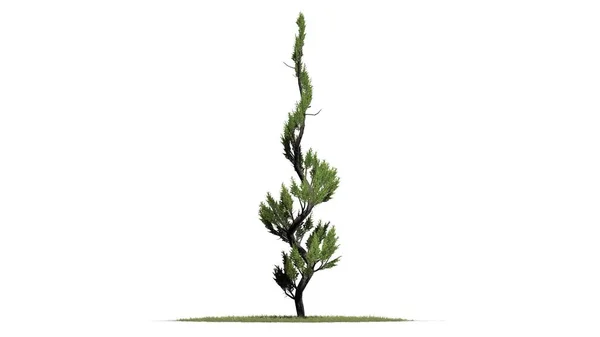 Топиарное Дерево Травяном Полу Изолировано Белом Фоне — стоковое фото