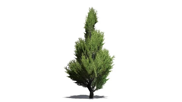 Enda Juniper Topiary Träd Med Skugga Golvet Isolerad Vit Bakgrund — Stockfoto