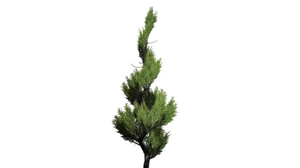 Wacholder Topiary Baum Isoliert Auf Weißem Hintergrund — Stockfoto