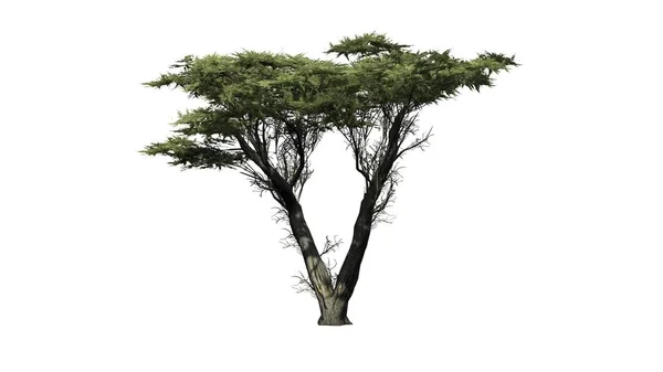 Monterey Cypress Træ Isoleret Hvid Baggrund - Stock-foto