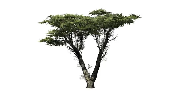 Monterey selvi ağacı - beyaz arka plan üzerinde izole