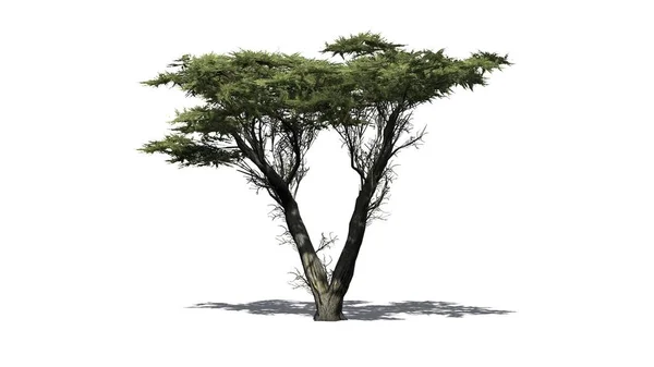 Monterey Cypress Árvore Com Sombra Chão Isolado Fundo Branco — Fotografia de Stock