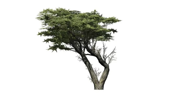 Monterey Cypress Tree Isolato Sfondo Bianco — Foto Stock