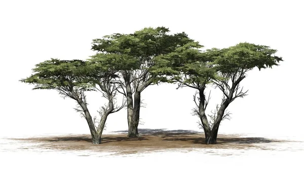 Monterey Cyprys Drzewo Klastra Powierzchni Piasku Białym Tle — Zdjęcie stockowe