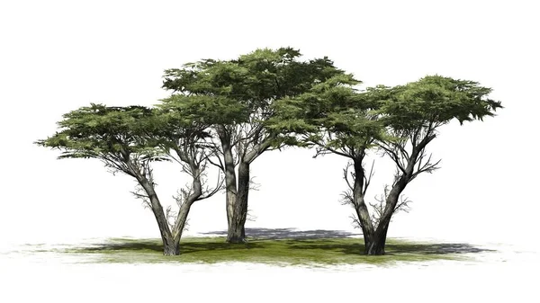 Monterey Cypress Árvore Cluster Uma Área Verde Isolado Fundo Branco — Fotografia de Stock