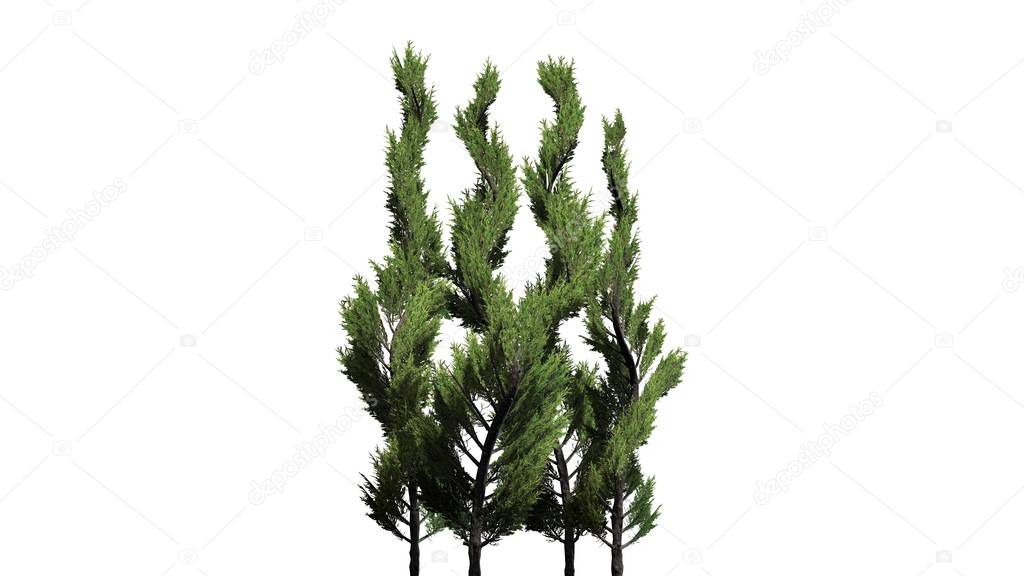 Juniper Topiary tree cluster - isolated on white background
