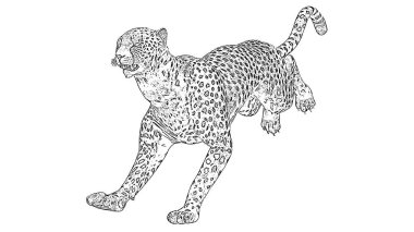 Cheetath-kalem çizim-beyaz arka planda izole
