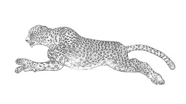 Cheetath-kalem çizim-beyaz arka planda izole