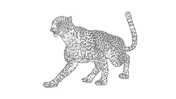 Cheetath Disegno Matita Isolato Sfondo Bianco — Foto Stock