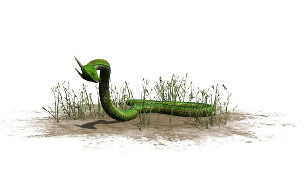 Serpent Vert Dans Herbe Sur Une Zone Sable Isolé Sur — Photo