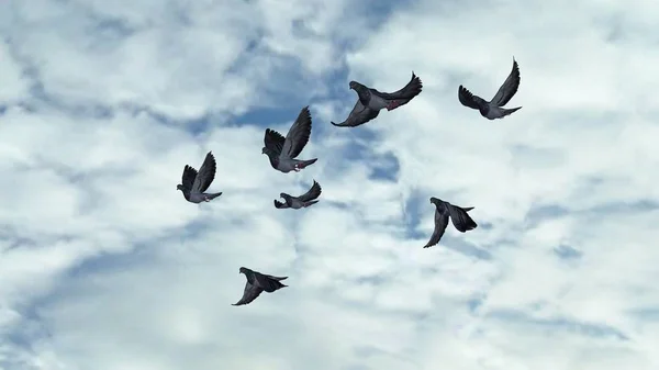 群飞鸽 在天空背景上被隔绝 — 图库照片