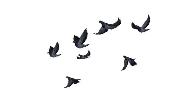 Pombos Voadores Grupo Isolados Sobre Fundo Branco — Fotografia de Stock