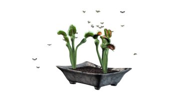 Venüs Sinek Kapanı bitki ile grup böcek - beyaz arka plan üzerinde izole