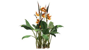 Ayrıntı görünümünde - beyaz arka plan üzerinde ayrılmış cennet kuşu çiçeği