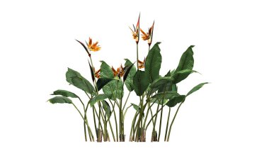 Beyaz arka plan üzerinde ayrılmış birkaç cennet kuşu çiçek-