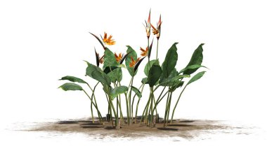 Beyaz arka plan üzerinde ayrılmış bir kum alanında - birkaç cennet kuşu çiçekler