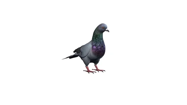 Enda Pigeon Isolerad Vit Bakgrund — Stockfoto