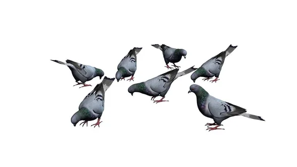 鳩グループ 白い背景に分離 — ストック写真