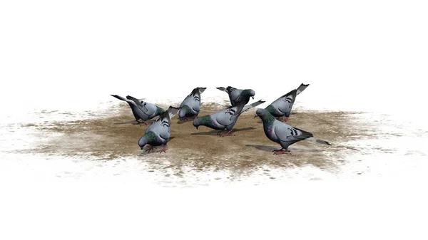 鸽子小组在沙子区域 被隔绝在白色背景 — 图库照片