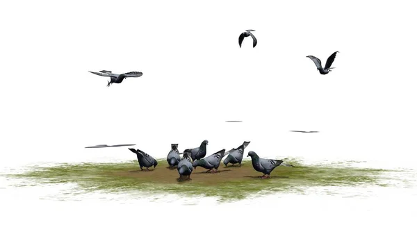 鸽子小组在沙子区域和飞行 被隔绝在白色背景 — 图库照片