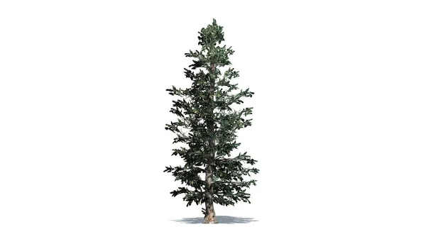 Árbol Invierno Colorado Blue Spruce Con Sombra Suelo Aislado Sobre — Foto de Stock