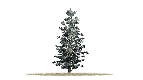 白い背景で隔離のコロラド州の青いトウヒ冬木 — ストック写真