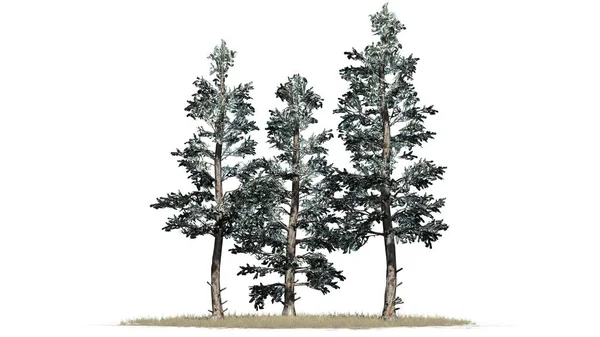 Colorado Blue Spruce Winter Tree Kluster Gräs Isolerad Vit Bakgrund — Stockfoto