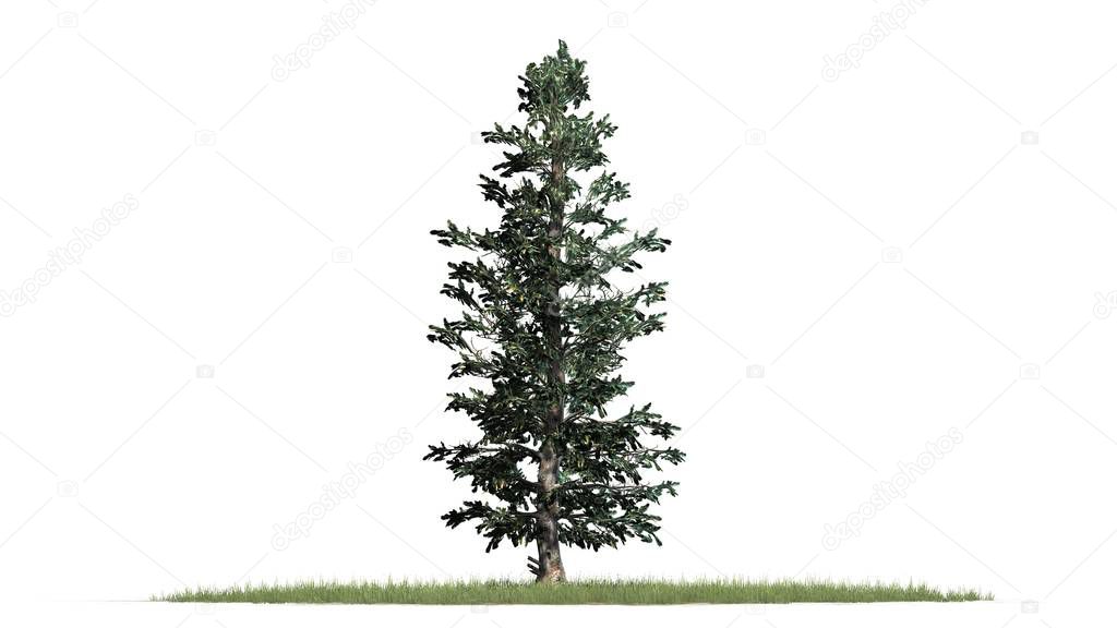 Colorado Blue Spruce winter tree in green grass - isolated on white background