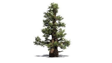 Katta - beyaz arka plan üzerinde izole gölge ile Western ardıç ağacı