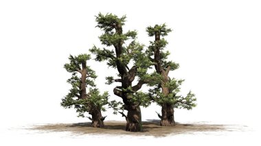 Western ardıç ağacı küme bir kum alanında - beyaz arka plan üzerinde izole