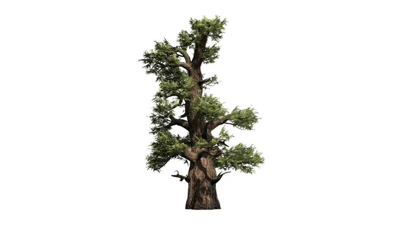 Één Westelijke Juniper Tree Geïsoleerd Witte Achtergrond — Stockfoto