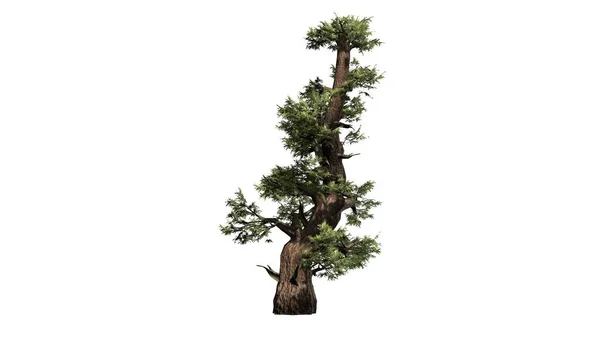 Western Juniper Tree Isolerad Vit Bakgrund — Stockfoto