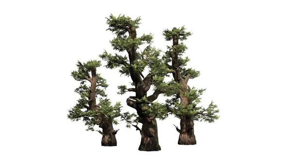 Cluster Árvores Western Juniper Isolado Fundo Branco — Fotografia de Stock