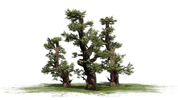 Western Juniper Tree Kluster Ett Grönområde Isolerad Vit Bakgrund — Stockfoto