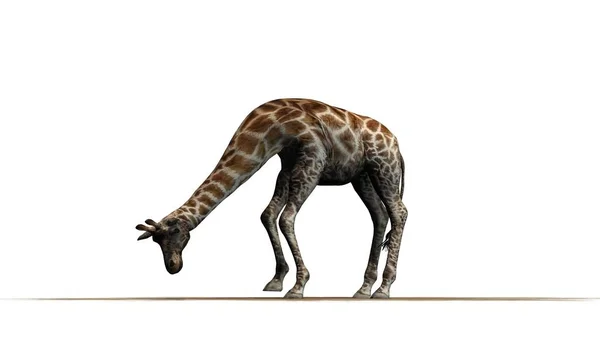 Giraffa Mangiare Una Superficie Sabbia Isolato Sfondo Bianco — Foto Stock