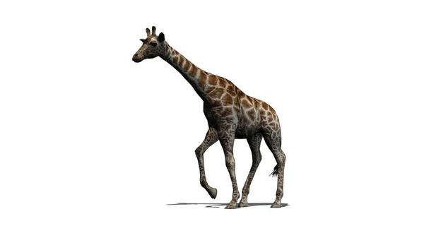 Giraffe Goes Shadow Floor Isolated White Background — Stock Photo, Image