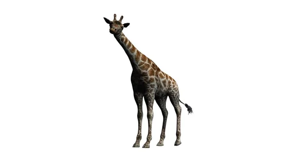 Girafa Fica Olha Volta Isolado Fundo Branco — Fotografia de Stock