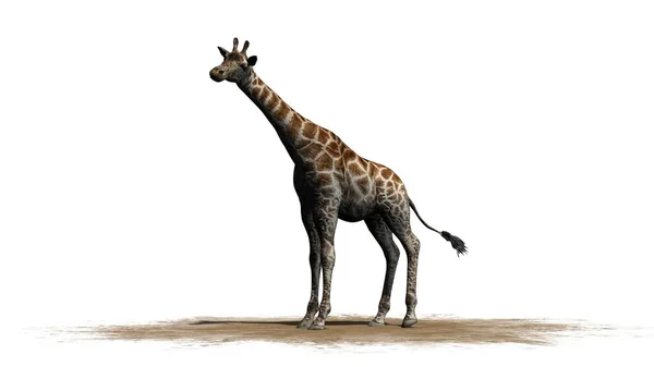 Girafa Fica Olha Volta Uma Área Areia Isolado Fundo Branco — Fotografia de Stock