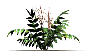 Yanlış erkeçsakalı bitki üzerinde kum zemin - beyaz arka plan üzerinde izole