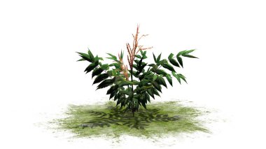 Yanlış erkeçsakalı bitki üzerinde beyaz arka plan üzerinde izole bir yeşil alan-