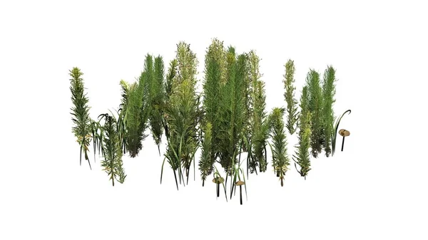 Змішані Зелені Рослини Тіні Підлозі Ізольовані Білому Тлі — стокове фото